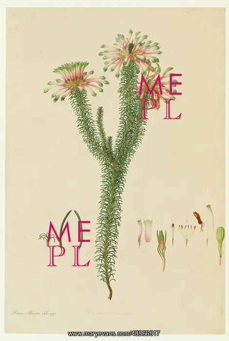 : Erica fascicularis : Erica fascicularis