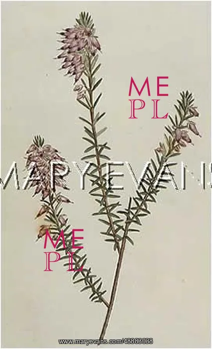 : ERICA HERBACEA / CARNEA : ERICA HERBACEA / CARNEA