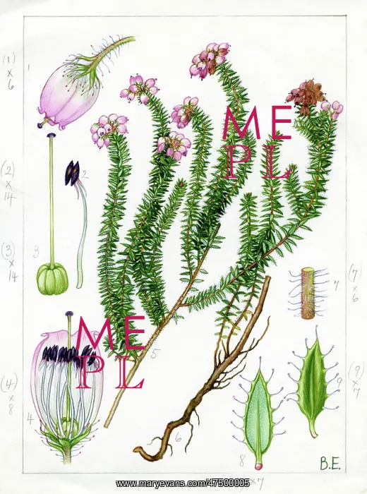 : Erica mackaiana - Mackay's Heath : Erica mackaiana - Mackay's Heath