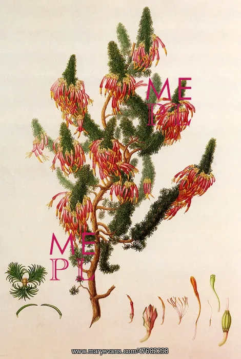 : Erica Sebana, Erica coccinea : Erica Sebana, Erica coccinea