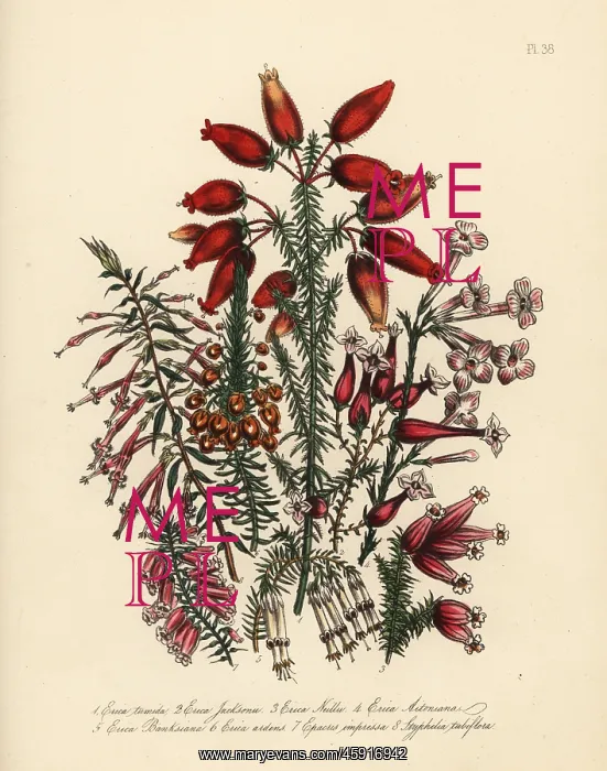 : Erica species : Erica species