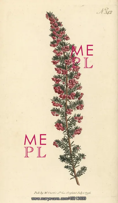 : Erica subdivaricata : Erica subdivaricata