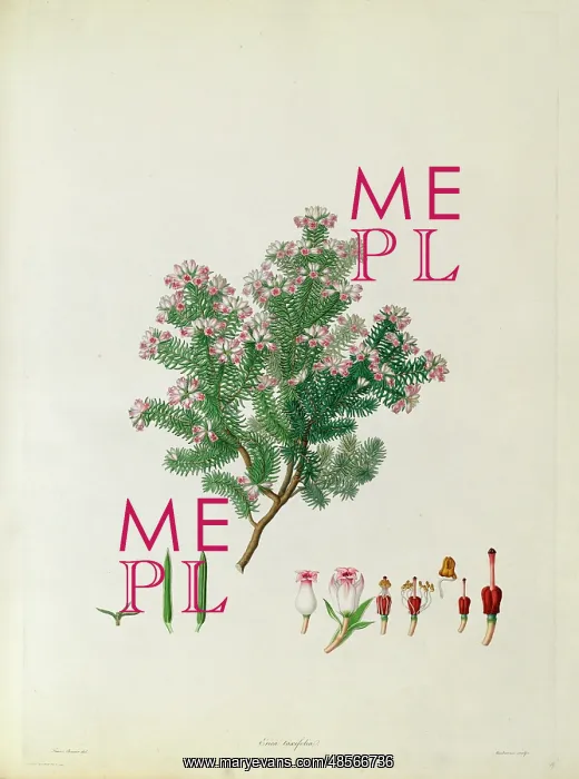 : Erica taxifolia : Erica taxifolia