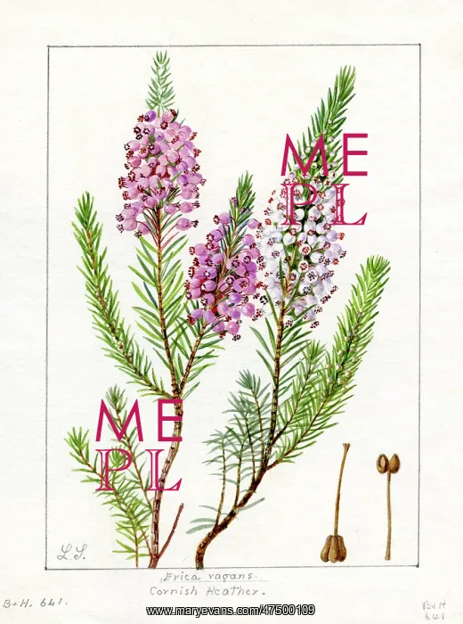 : Erica vagans - Cornish heath : Erica vagans - Cornish heath
