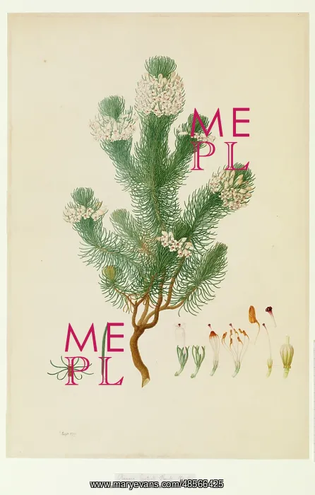 : Ericaceae - Illustration from Delineation of exotic plants cultivated in : Ericaceae - Illustration from Delineation of exotic plants cultivated in