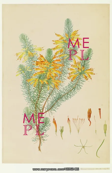 : Ericaceae - Illustration from Delineation of exotic plants cultivated in : Ericaceae - Illustration from Delineation of exotic plants cultivated in