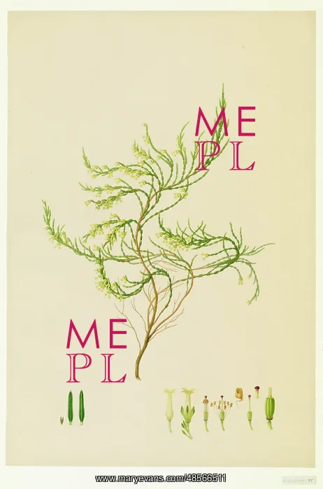 : Ericaceae - Illustration from Delineation of exotic plants cultivated in : Ericaceae - Illustration from Delineation of exotic plants cultivated in