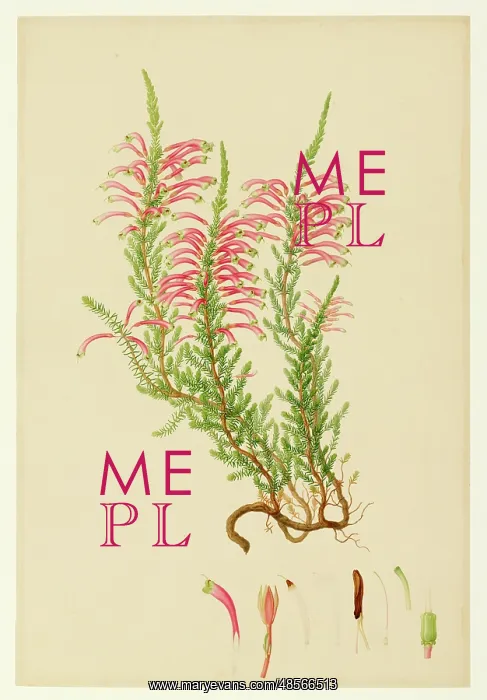 : Ericaceae - Illustration from Delineation of exotic plants cultivated in : Ericaceae - Illustration from Delineation of exotic plants cultivated in
