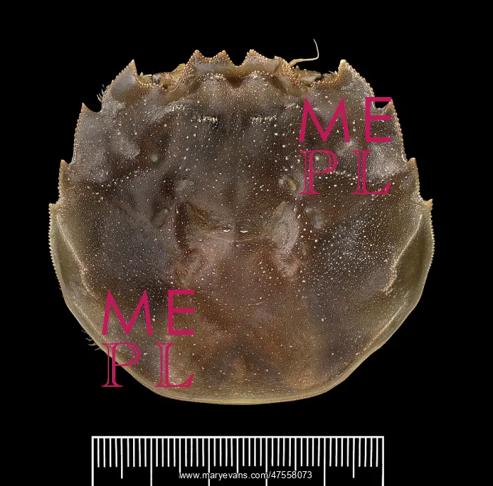 : Eriocheir sinensis, Chinese mitten crab : Eriocheir sinensis, Chinese mitten crab