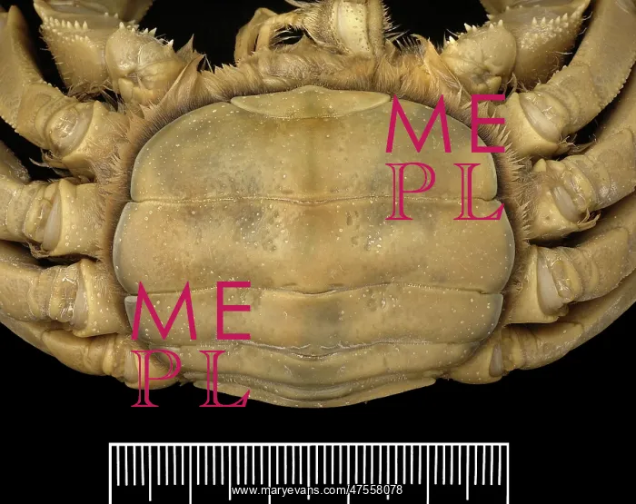 : Eriocheir sinensis, Chinese mitten crab : Eriocheir sinensis, Chinese mitten crab
