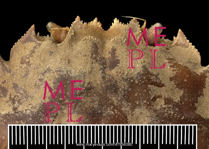 : Eriocheir sinensis, Chinese mitten crab : Eriocheir sinensis, Chinese mitten crab