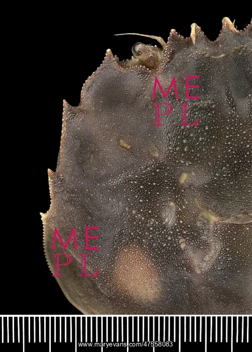 : Eriocheir sinensis, Chinese mitten crab : Eriocheir sinensis, Chinese mitten crab