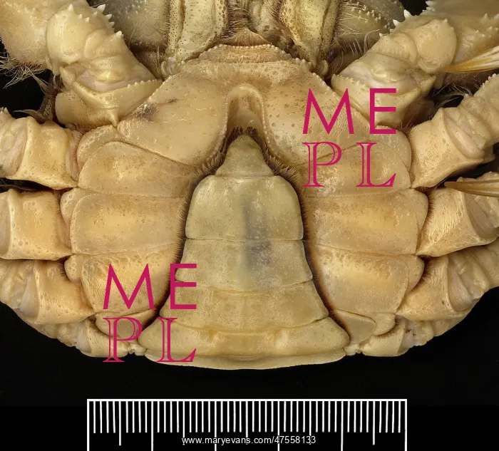 : Eriocheir sinensis, Chinese mitten crab : Eriocheir sinensis, Chinese mitten crab