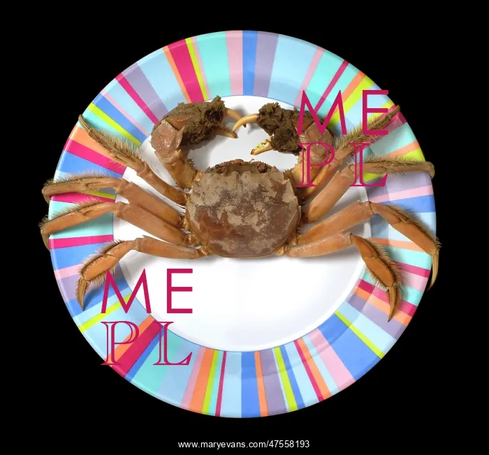 : Eriocheir sinensis, Chinese mitten crab : Eriocheir sinensis, Chinese mitten crab