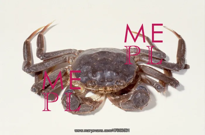 : Eriocheir sinensis, Chinese mitten crab : Eriocheir sinensis, Chinese mitten crab