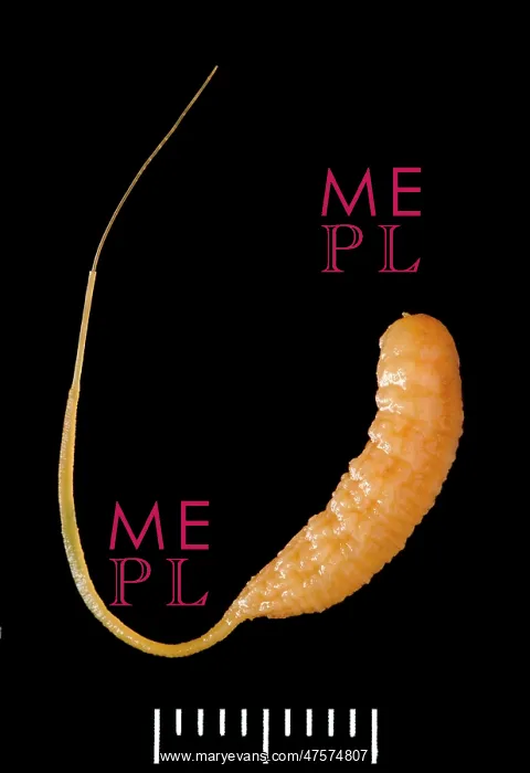 : Eristalis tenax, drone-fly larvae : Eristalis tenax, drone-fly larvae