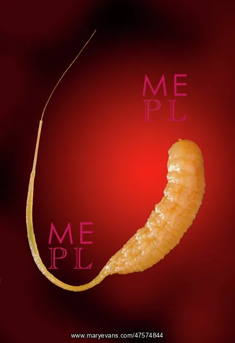 : Eristalis tenax, drone-fly larvae : Eristalis tenax, drone-fly larvae
