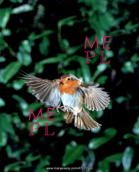 : Erithacus rubecula, European robin : Erithacus rubecula, European robin