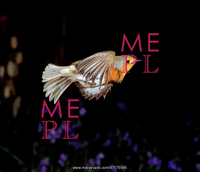 : Erithacus rubecula, European robin : Erithacus rubecula, European robin