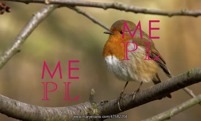 : Erithacus rubecula, European robin : Erithacus rubecula, European robin