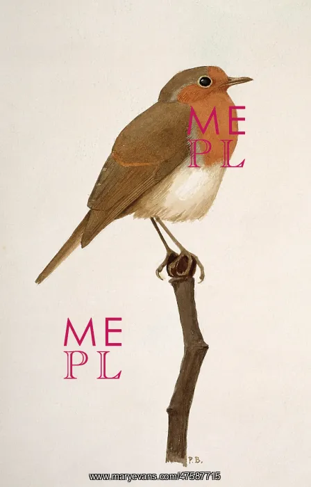 : Erithacus rubecula, European robin : Erithacus rubecula, European robin