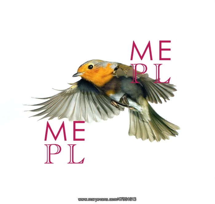 : Erithacus rubecula, European robin : Erithacus rubecula, European robin