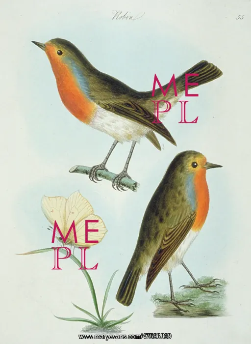 : Erithacus rubecula, European robin : Erithacus rubecula, European robin