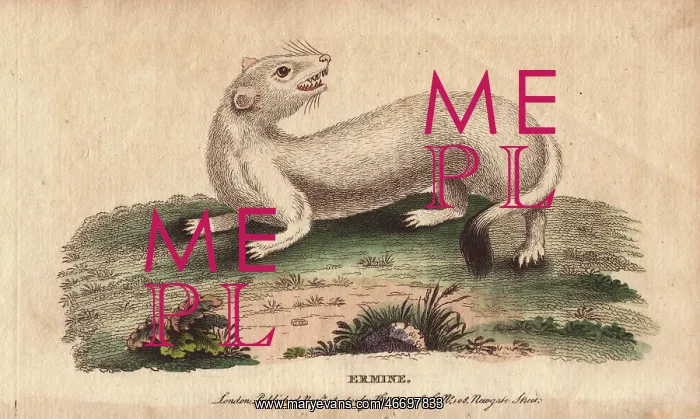 : Ermine, Mustela erminea : Ermine, Mustela erminea