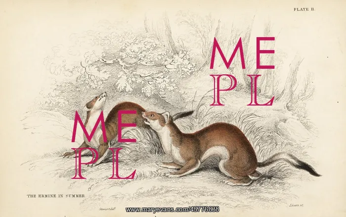 : Ermine, Mustela erminea, in summer coat : Ermine, Mustela erminea, in summer coat