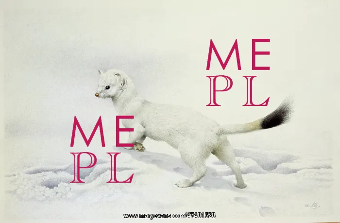 : Ermine in the snow : Ermine in the snow