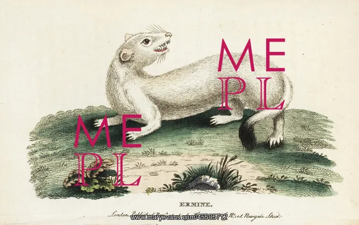 : Ermine or stoat, Mustela erminea : Ermine or stoat, Mustela erminea