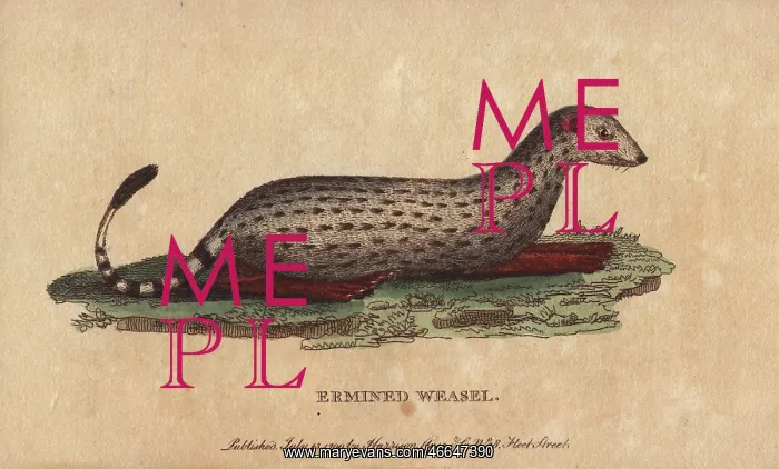 : Ermined weasel, Mustela erminea : Ermined weasel, Mustela erminea