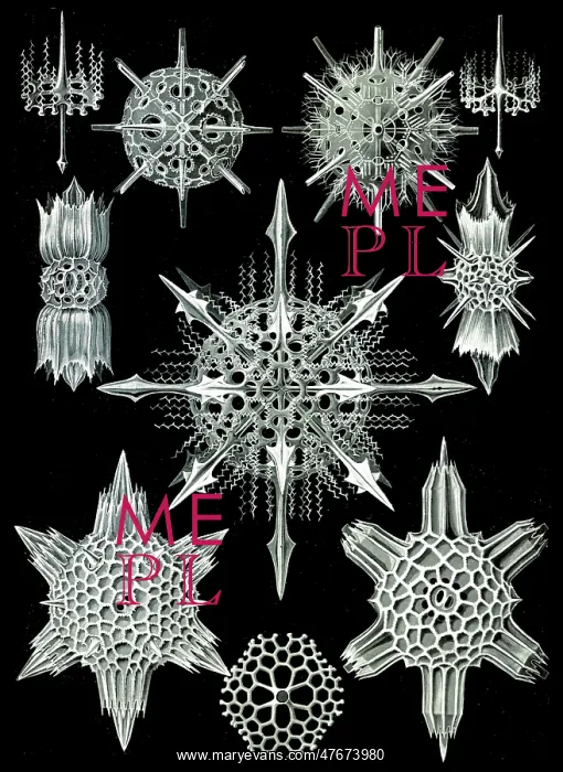 : Ernst Haeckel, Acantharea, Radiolaria : Ernst Haeckel, Acantharea, Radiolaria