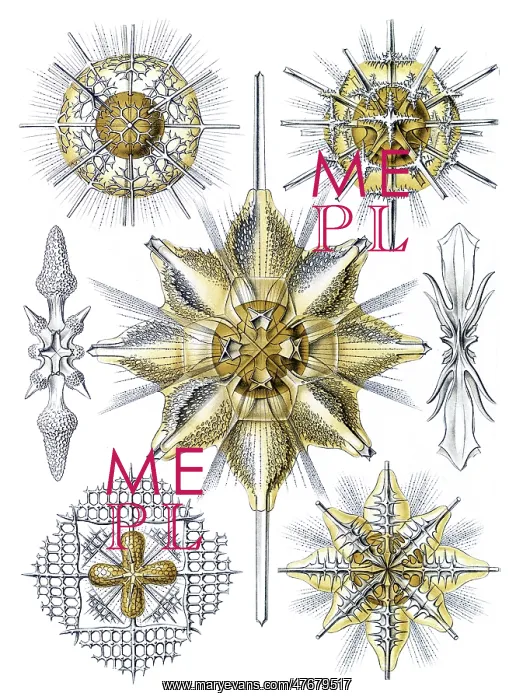 : Ernst Haeckel, Acantharea, Radiolaria : Ernst Haeckel, Acantharea, Radiolaria