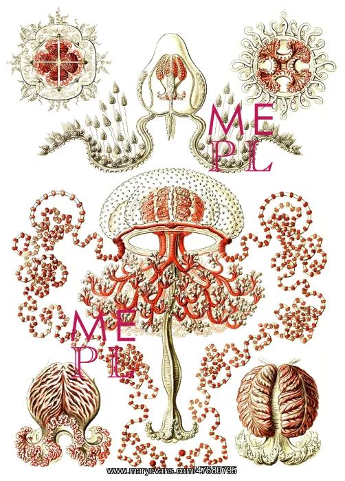 : Ernst Haeckel, Anthoathecata, Hydrozoa : Ernst Haeckel, Anthoathecata, Hydrozoa