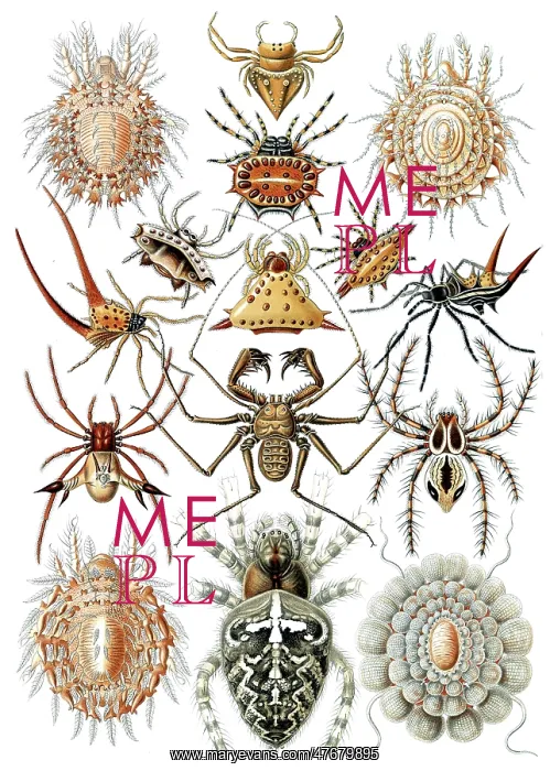 : Ernst Haeckel, Arachnid, Spiders : Ernst Haeckel, Arachnid, Spiders
