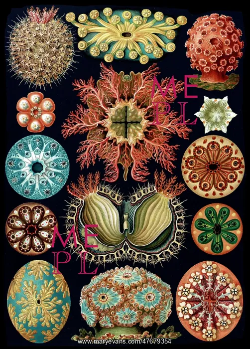 : Ernst Haeckel, Ascidiacea, Sea Squirts : Ernst Haeckel, Ascidiacea, Sea Squirts