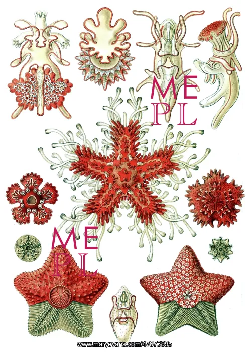 : Ernst Haeckel, Asteroidea, Starfish : Ernst Haeckel, Asteroidea, Starfish
