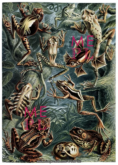 : Ernst Haeckel, Batrachia, Frogs : Ernst Haeckel, Batrachia, Frogs