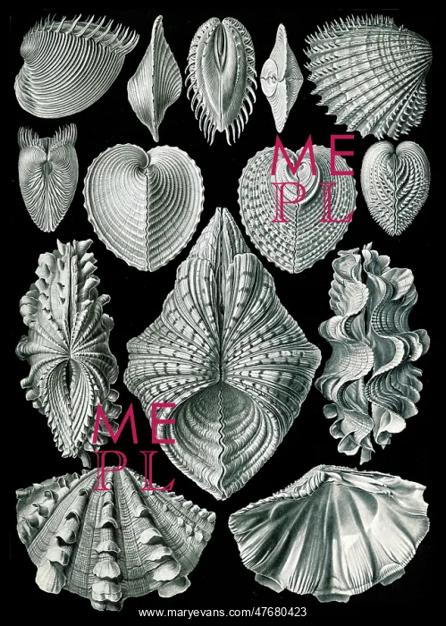 : Ernst Haeckel, Bivalvia, Mollusks : Ernst Haeckel, Bivalvia, Mollusks