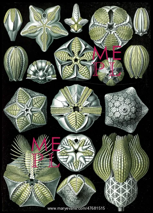 : Ernst Haeckel, Blastoidea, Extinct Sea Buds : Ernst Haeckel, Blastoidea, Extinct Sea Buds
