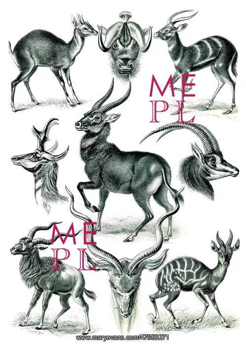 : Ernst Haeckel, Bovidae, Antelopes : Ernst Haeckel, Bovidae, Antelopes