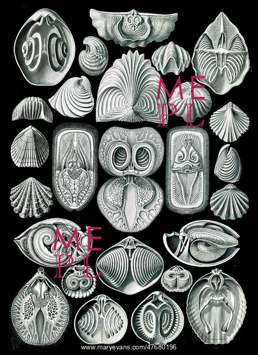 : Ernst Haeckel, Brachiopods : Ernst Haeckel, Brachiopods
