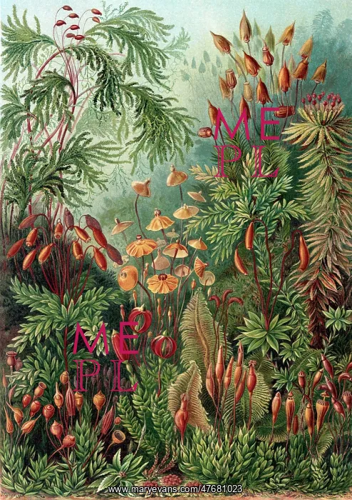 : Ernst Haeckel, Bryophyta, Mosses : Ernst Haeckel, Bryophyta, Mosses