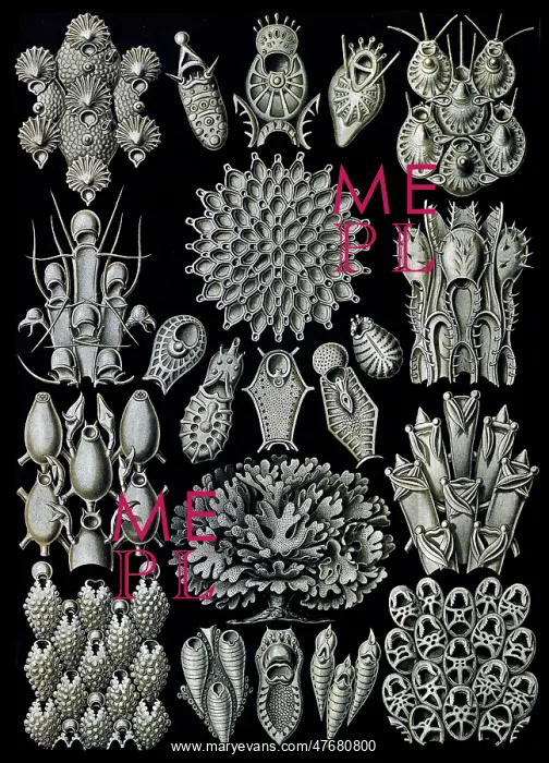 : Ernst Haeckel, Bryozoa : Ernst Haeckel, Bryozoa