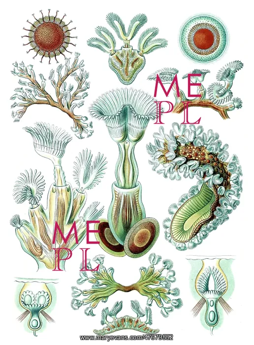 : Ernst Haeckel, Bryozoa, Aquatic Invertebrates : Ernst Haeckel, Bryozoa, Aquatic Invertebrates