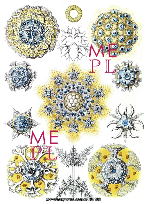 : Ernst Haeckel, Bryozoa, Radiolaria : Ernst Haeckel, Bryozoa, Radiolaria