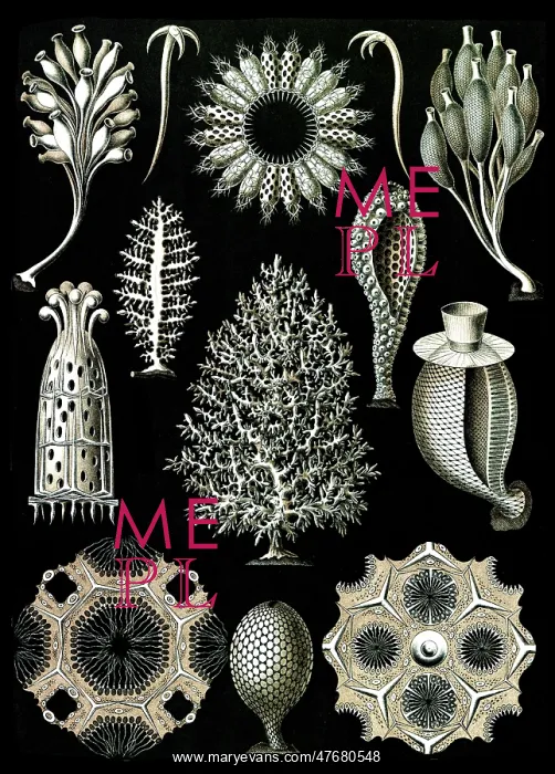 : Ernst Haeckel, Calcareous Sponges : Ernst Haeckel, Calcareous Sponges