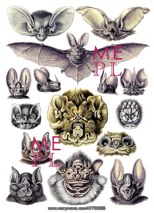 : Ernst Haeckel, Chiroptera, Bats : Ernst Haeckel, Chiroptera, Bats