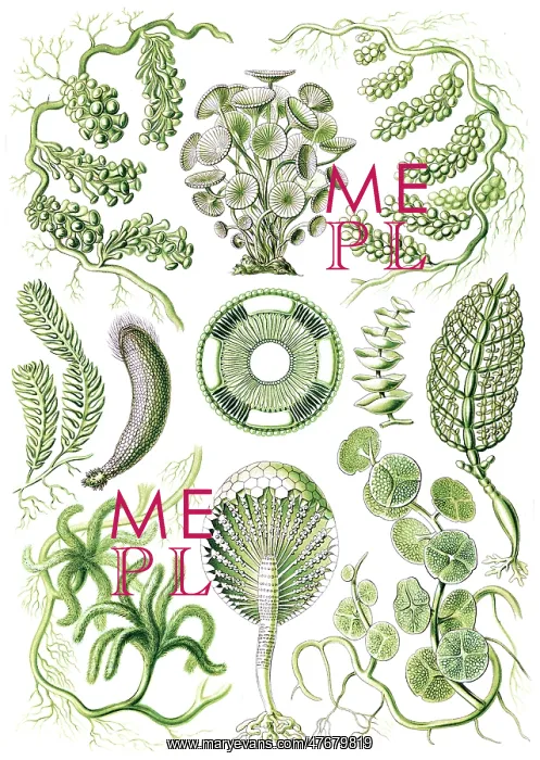 : Ernst Haeckel, Chlorophyta, Seaweed : Ernst Haeckel, Chlorophyta, Seaweed